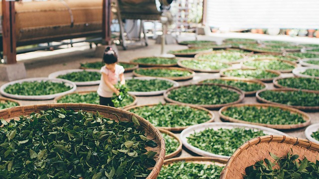 玉露茶の茶工場